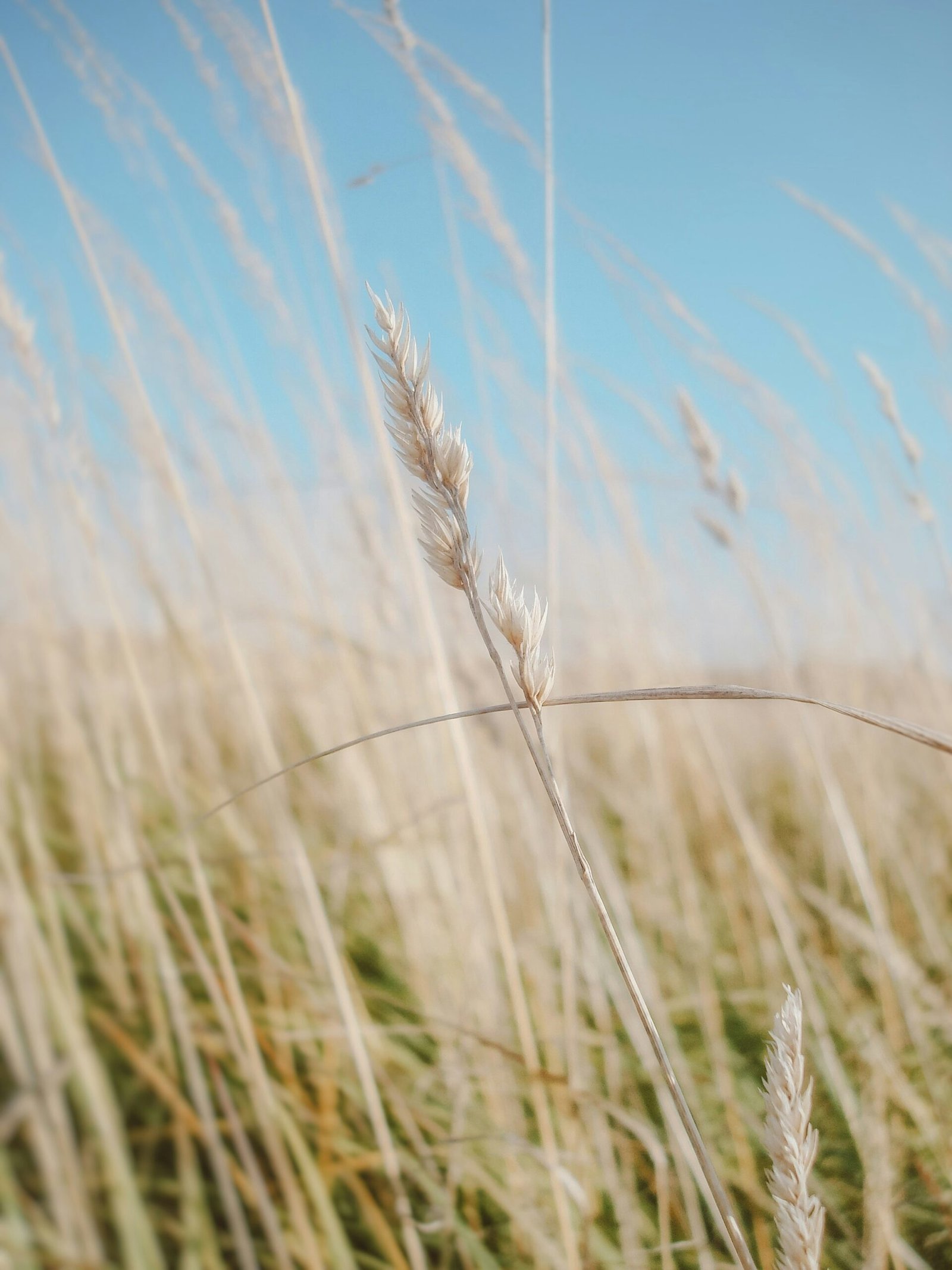 brown wheat field during daytime